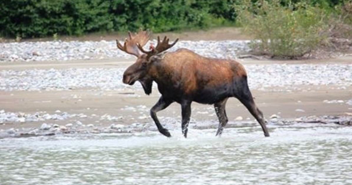 Stikine River Adventure with Muddy Water Adventures in Wrangell