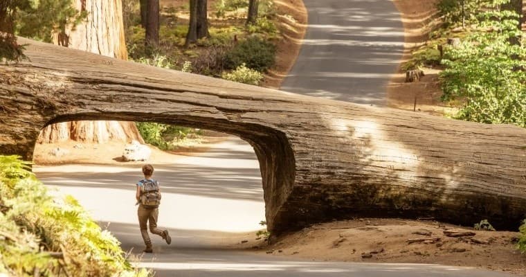 Sequoia Full-Day Private Tour: Stand Beside the General Sherman Tree