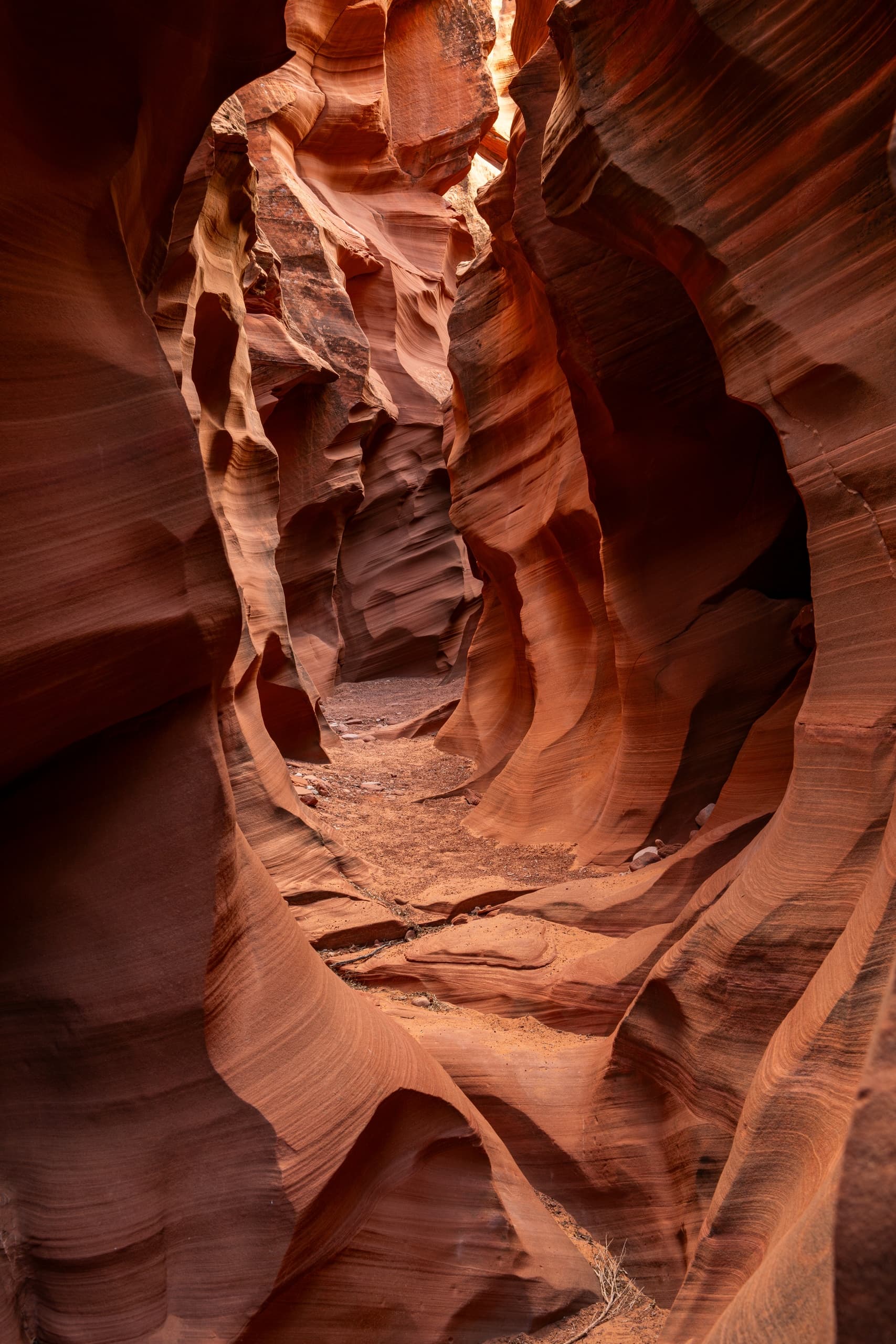 Black Streak Canyon Tours fleet