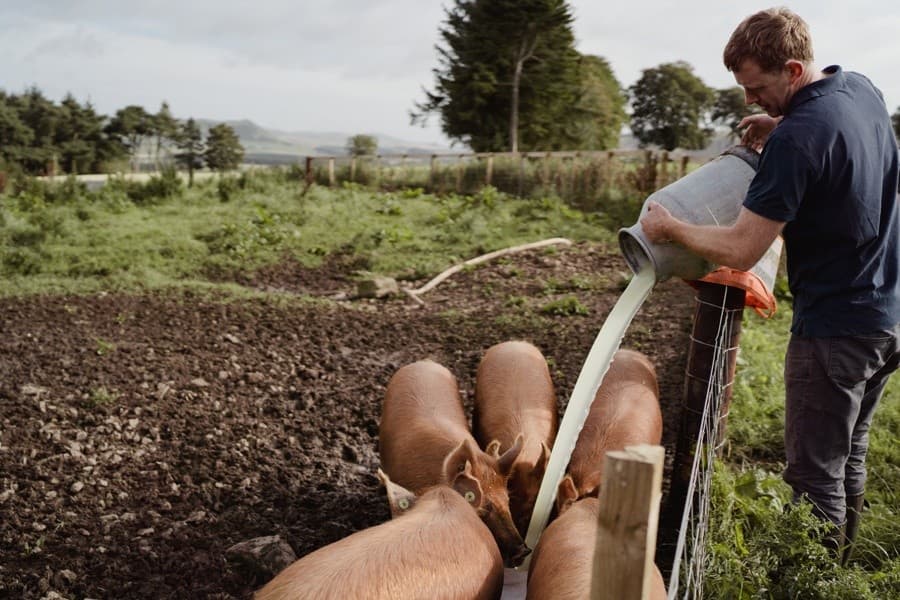 Errington Cheese Working Farm Tour — Hands-On Dairy Experience Near Carnwath photo 3
