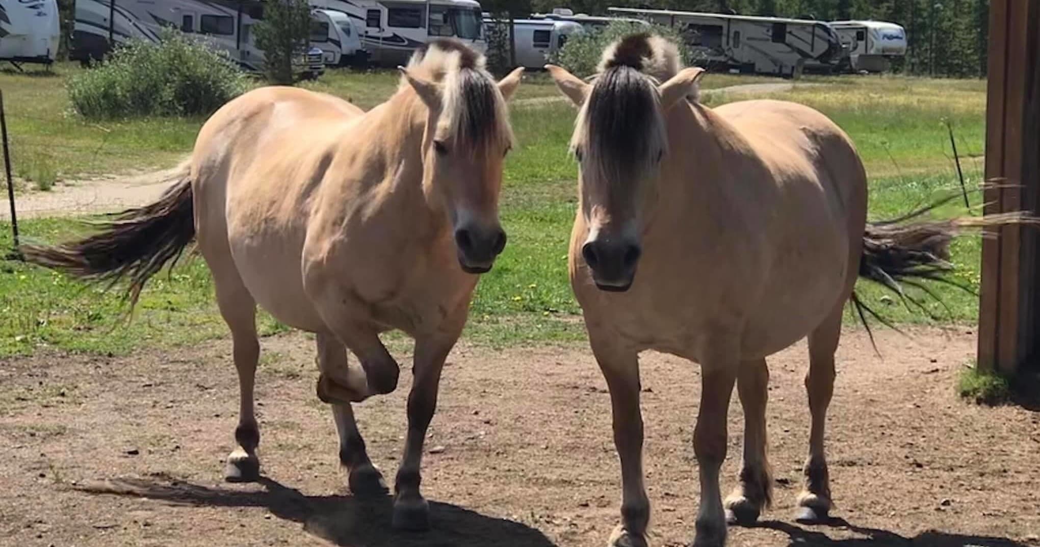 Two Hour Trail Rides in Grand Lake, Colorado