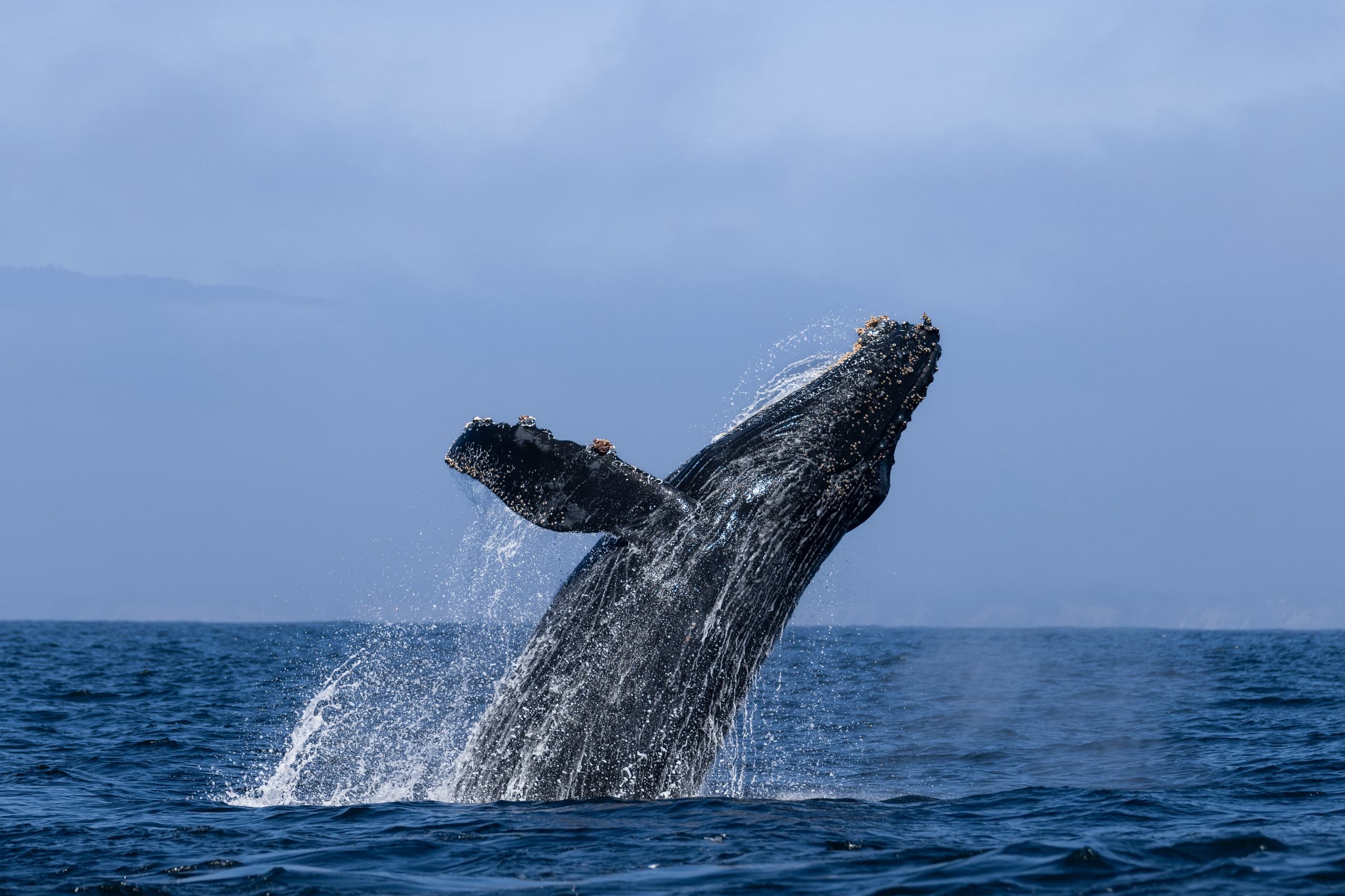 Summer Whale Watching in Santa Barbara Channel