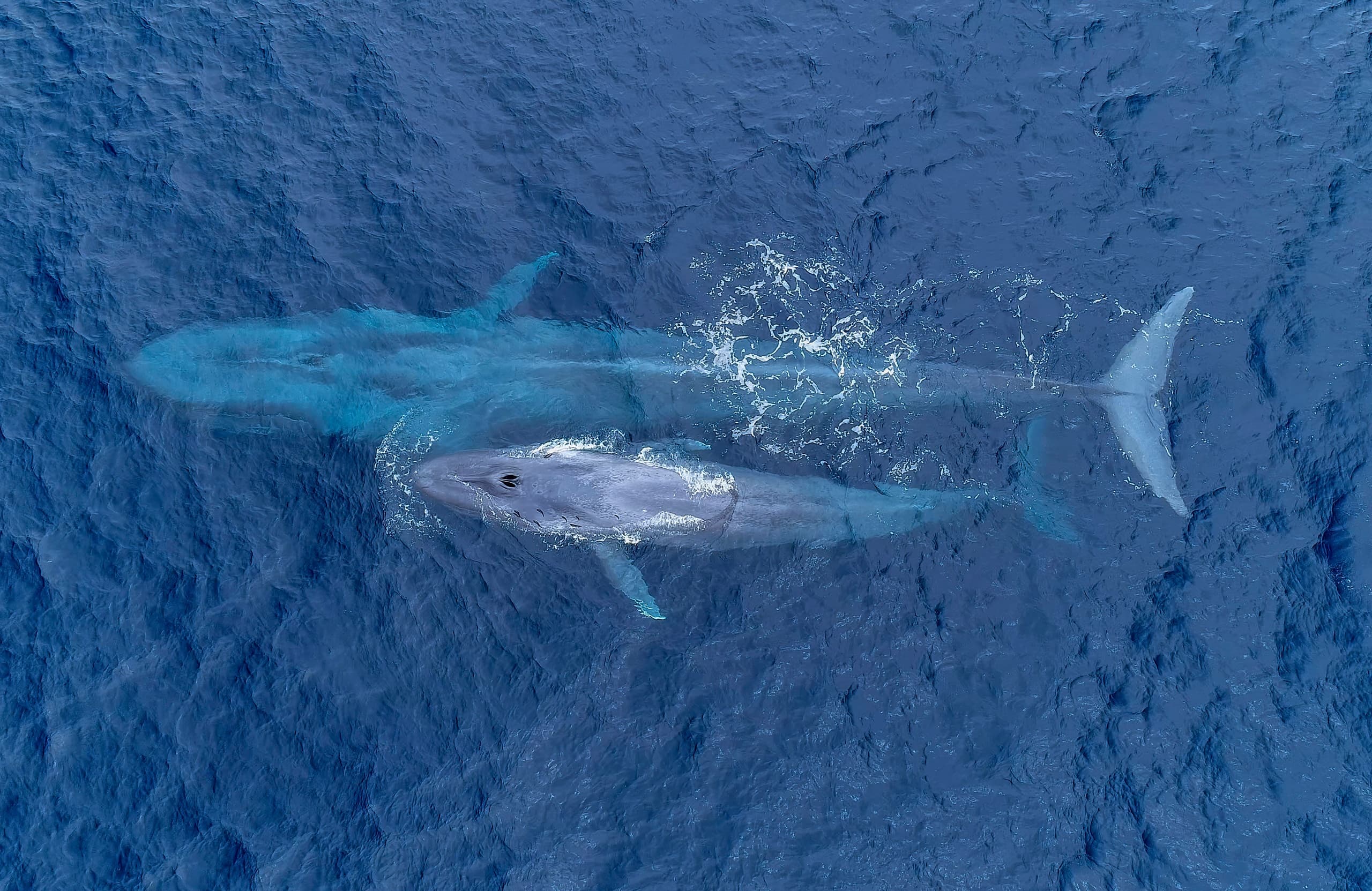 Blue Whale Expedition with Big Blue Photo Expeditions in San Diego