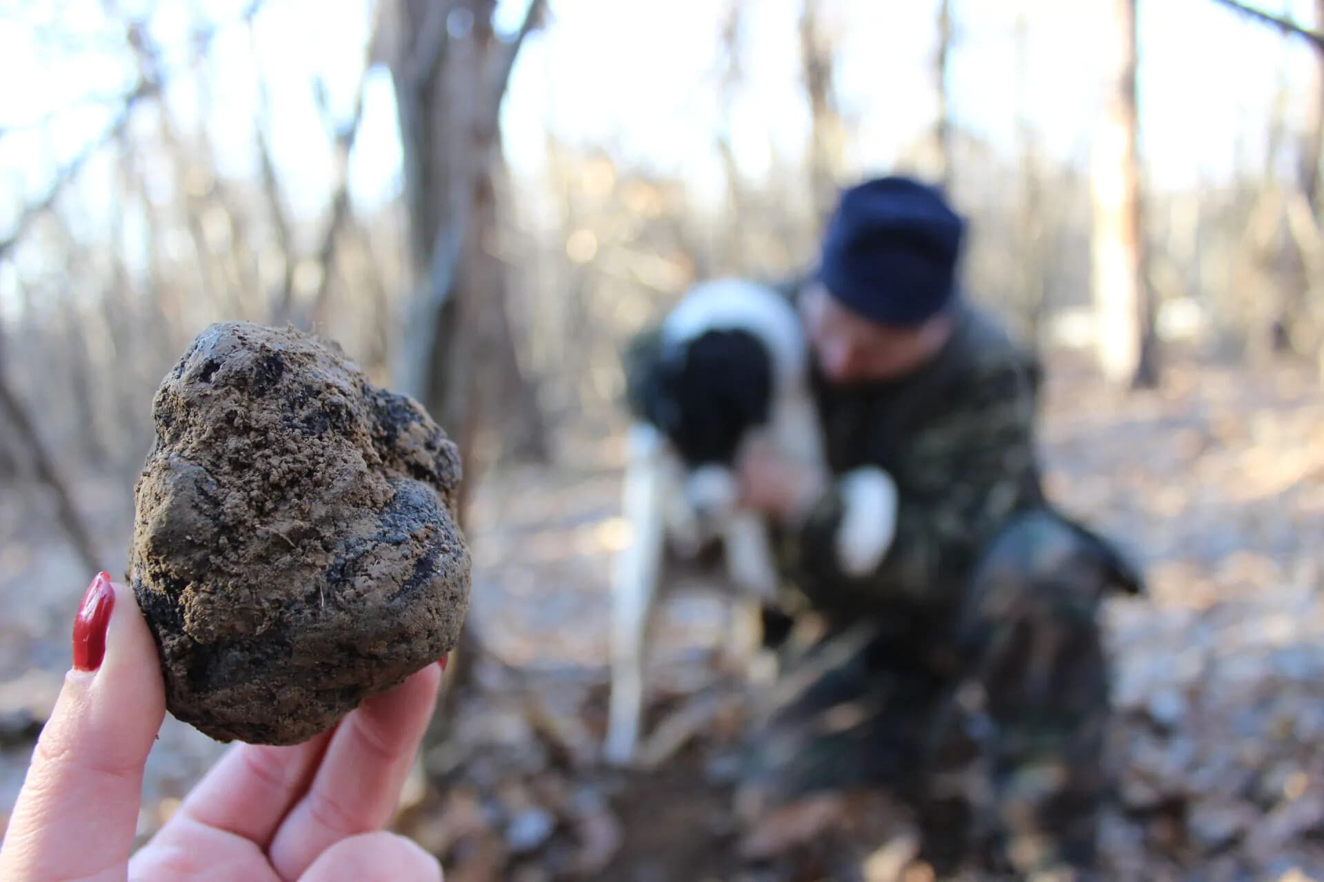 Alba Truffle Hunt: Guided Group Foray with a Local Trifolau