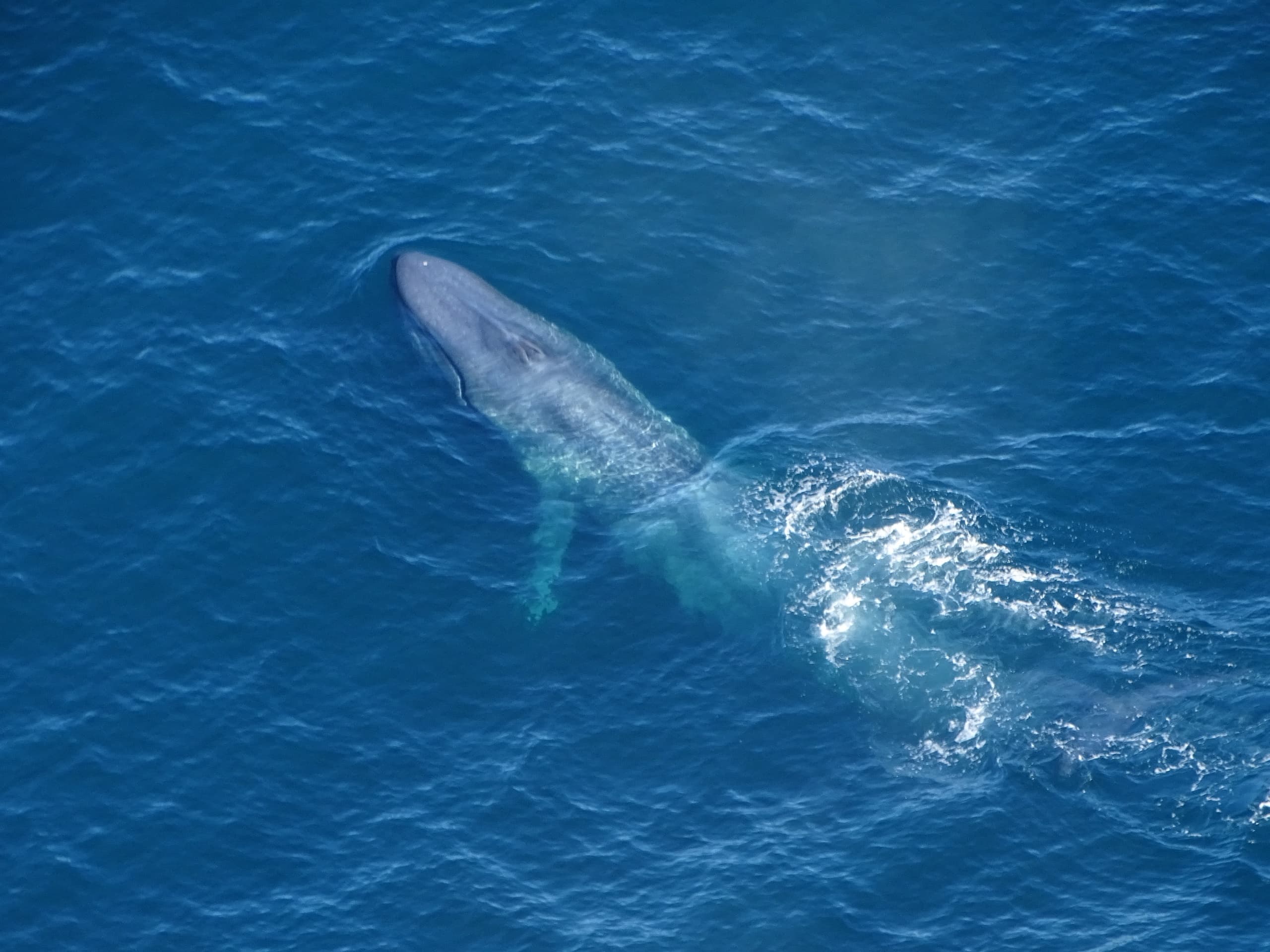 Whale Watching Flights with Air Kaikoura Aero Club