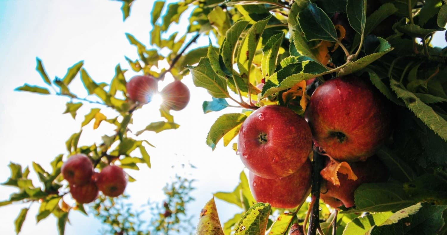 Fall Adventure at Ricker Hill Orchards: Farm Fun & Scenic Views