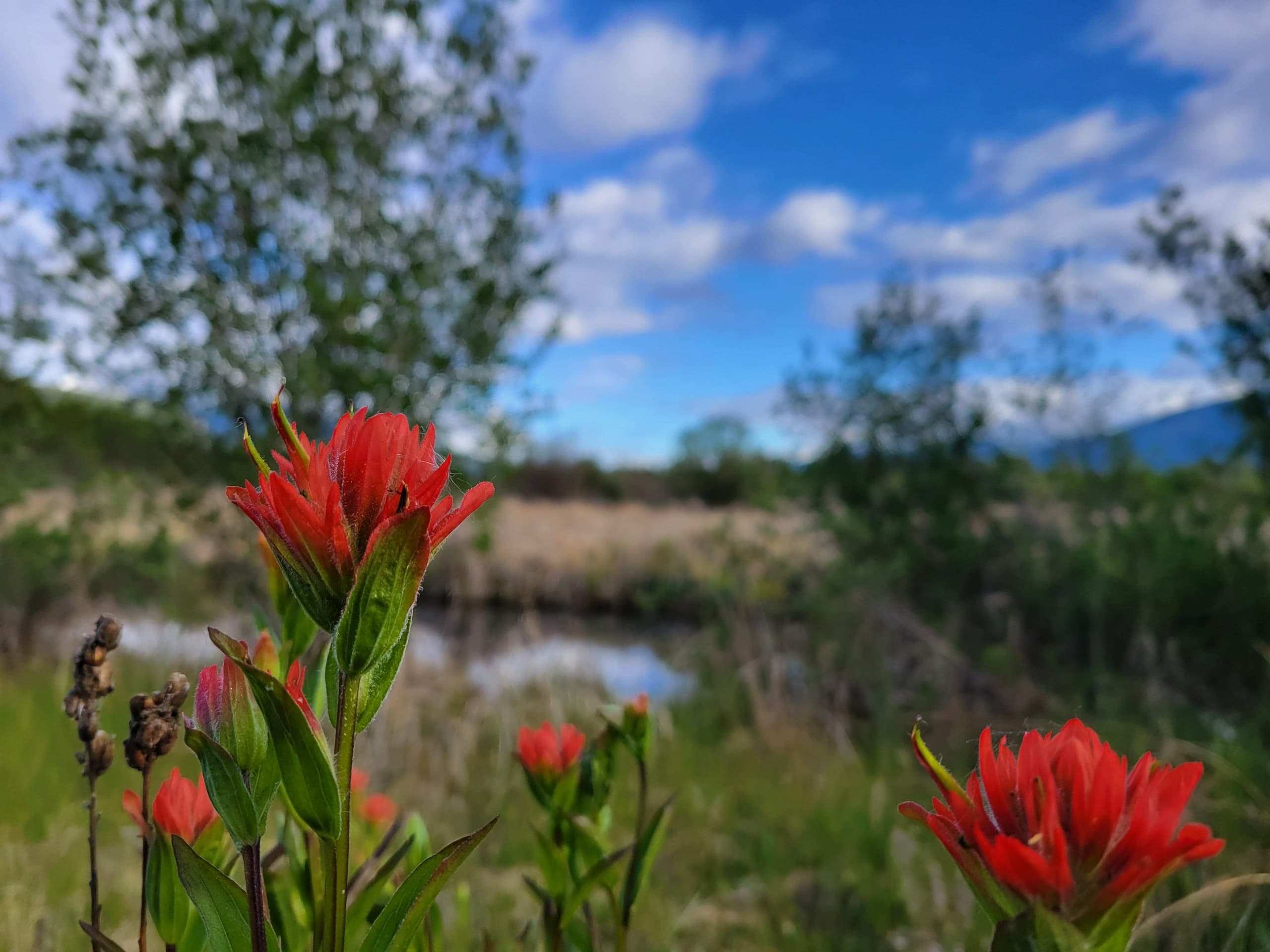 Hiking Adventure at Valemount with Starry Summit Mountain Adventures