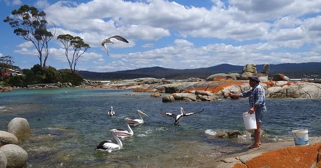 Coastal wildlife with pelicans and visitor on rocky bay shoreline