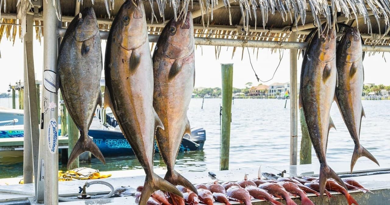 Fishing Charter by Pensacola Bay Adventures in Florida