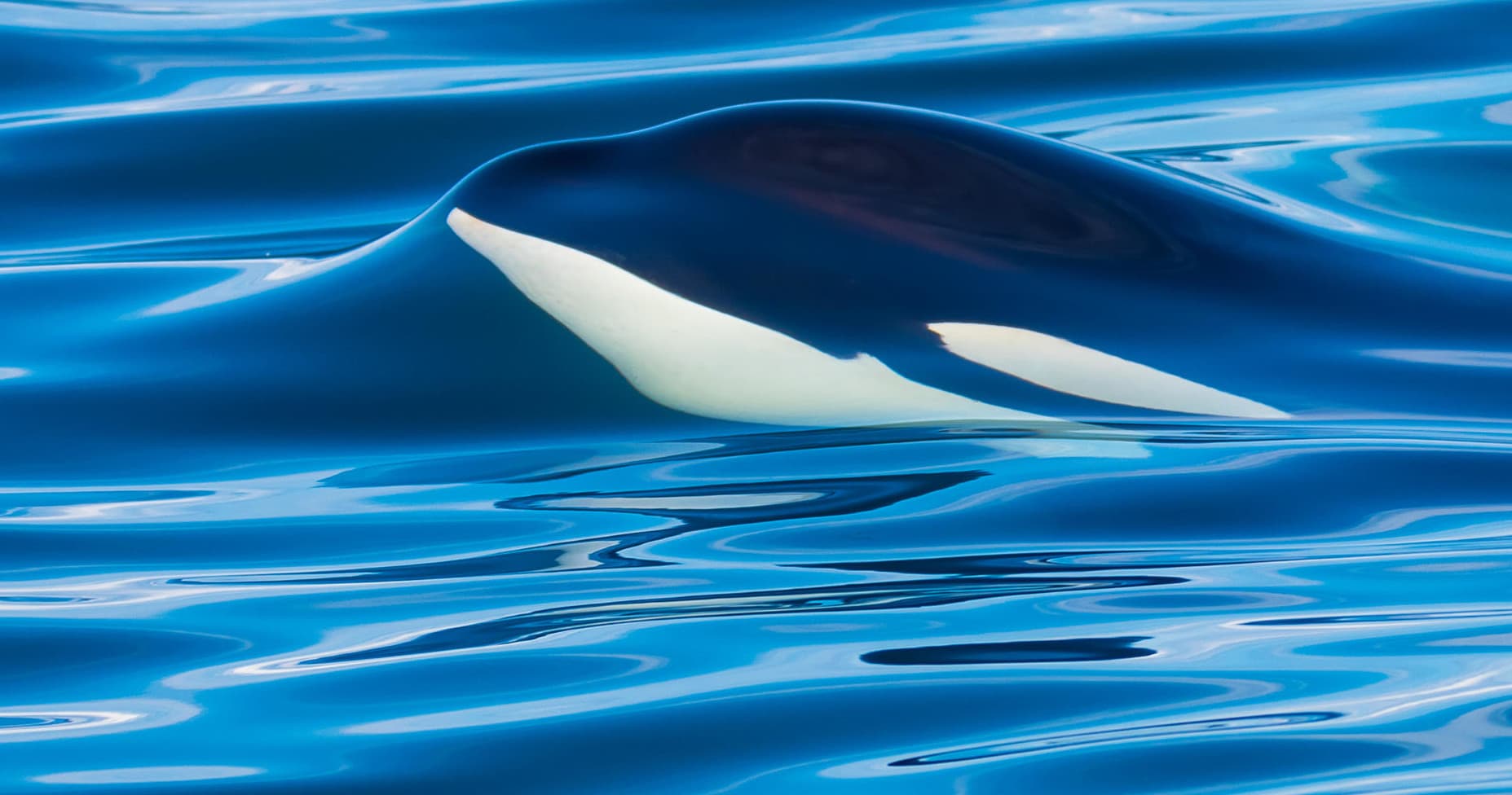 Whale Watching Adventure in San Juan Islands, WA