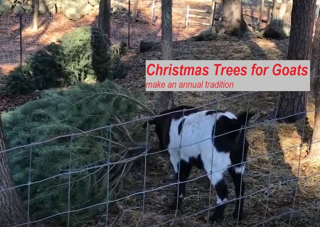 Land Adventures at Great Rock Farm's Christmas Tree Drop
