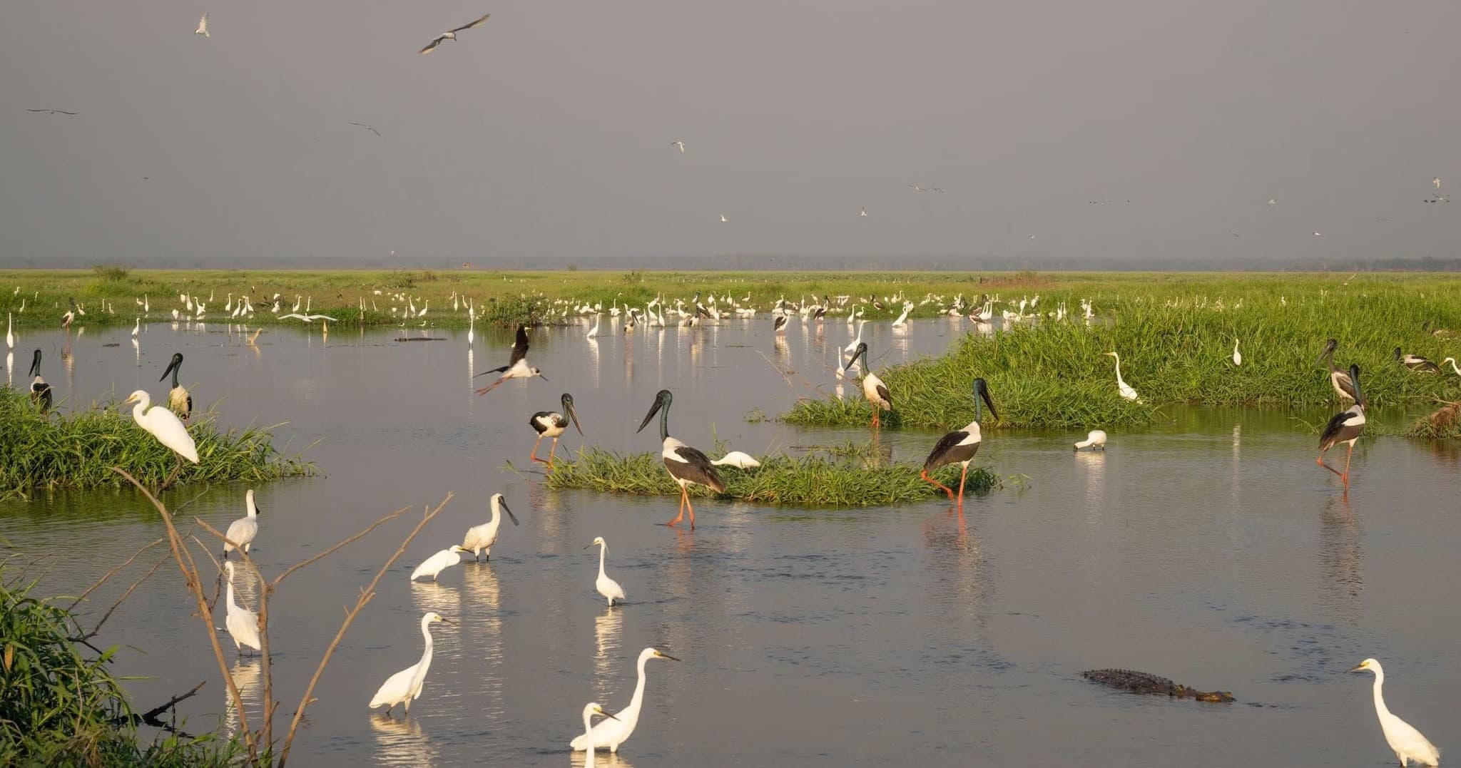 Bird-Watching Tour at Corroboree Billabong by Northern Territory Indigenous Tours