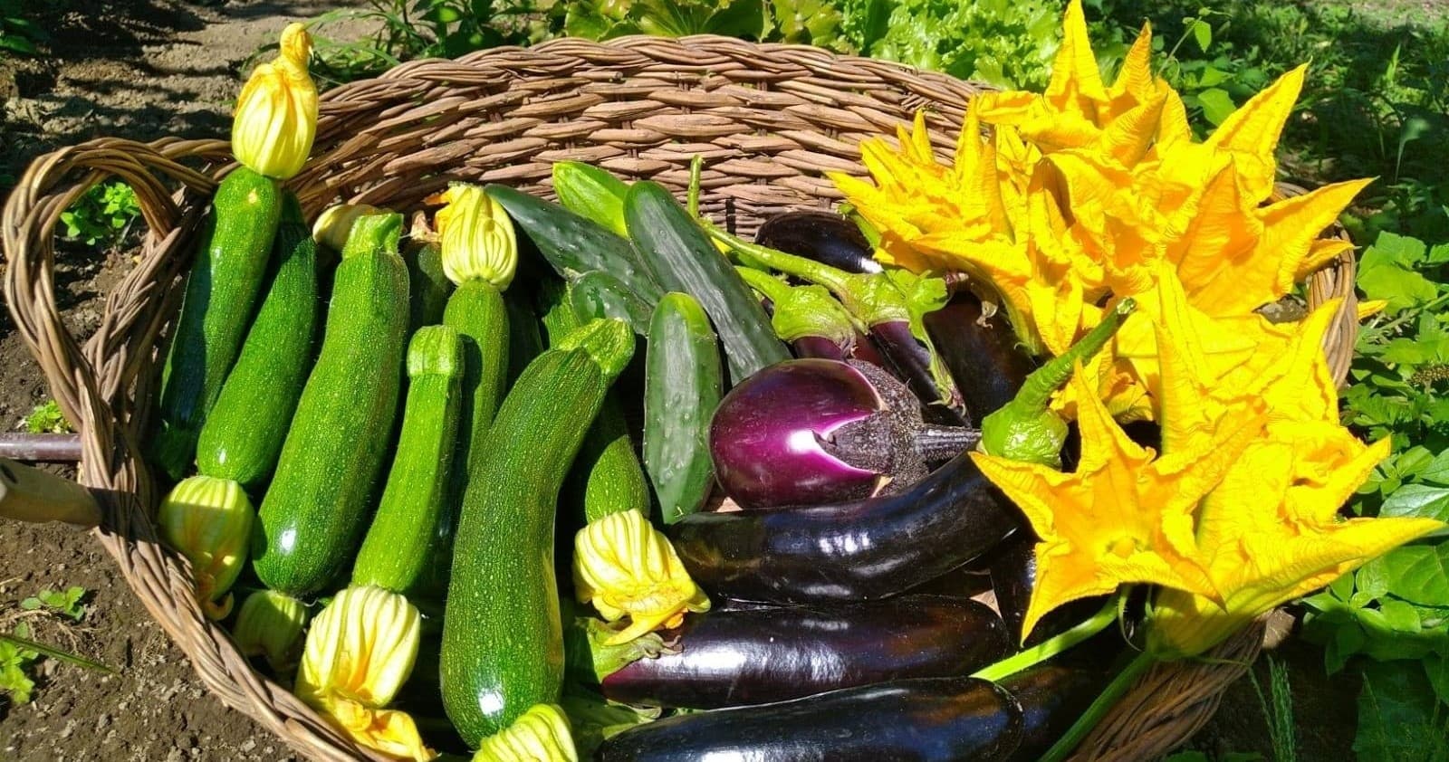 Sorrento Farm Experience with Farm Experiences & Tours