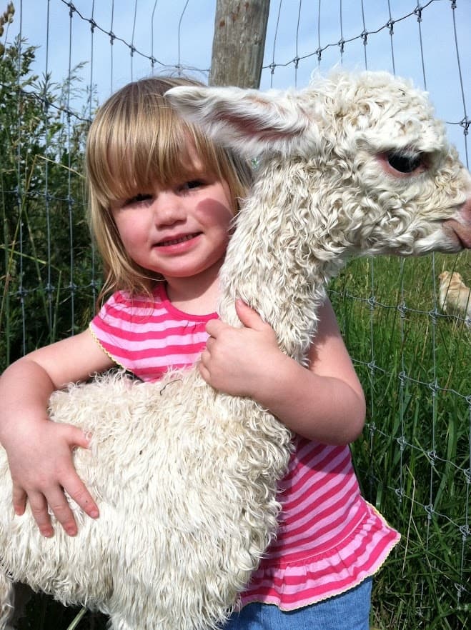 Hand-Feed Alpacas at 4175 North 1200 West — Flora Farm Visit & Alpaca Shop photo 2
