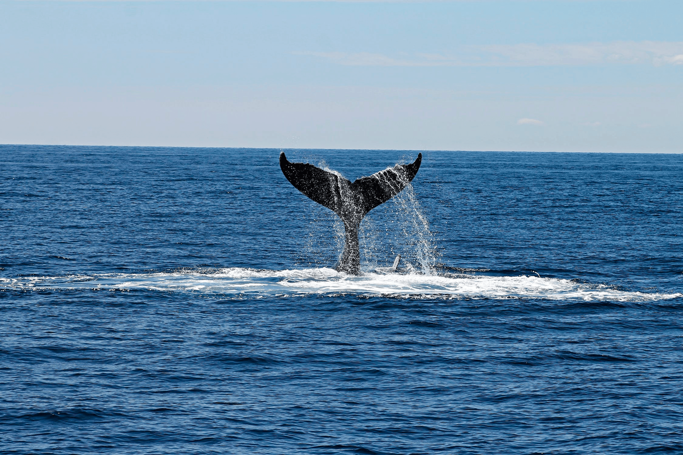 Humpback whale tail breaching in open ocean wildlife watch