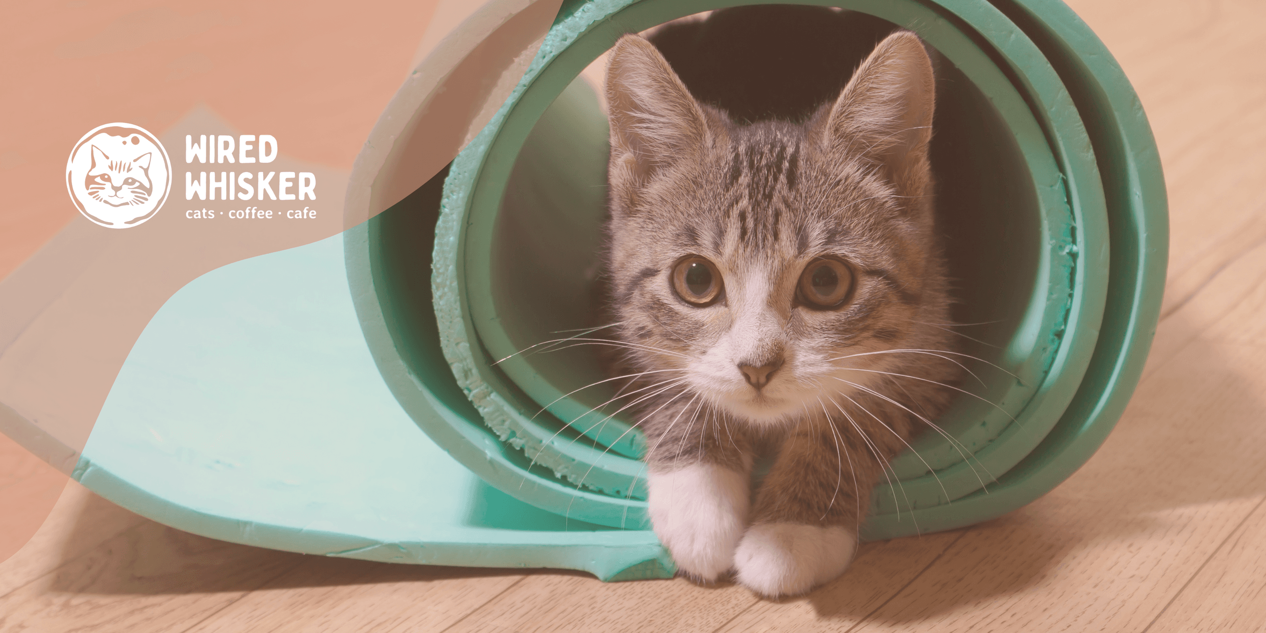 Land-Adventures: Yoga with Cats at Wired Whisker