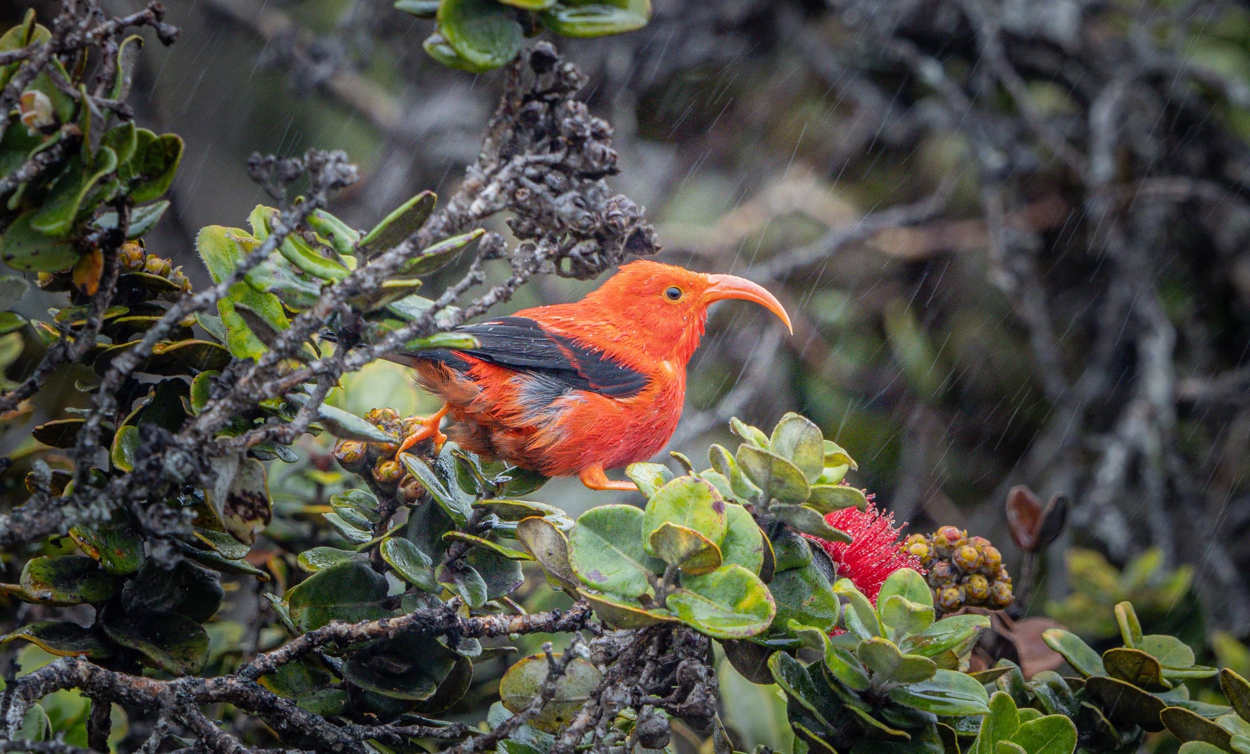 Discover Hawaii’s Unique Birdlife on a Big Island Birdwatching Adventure