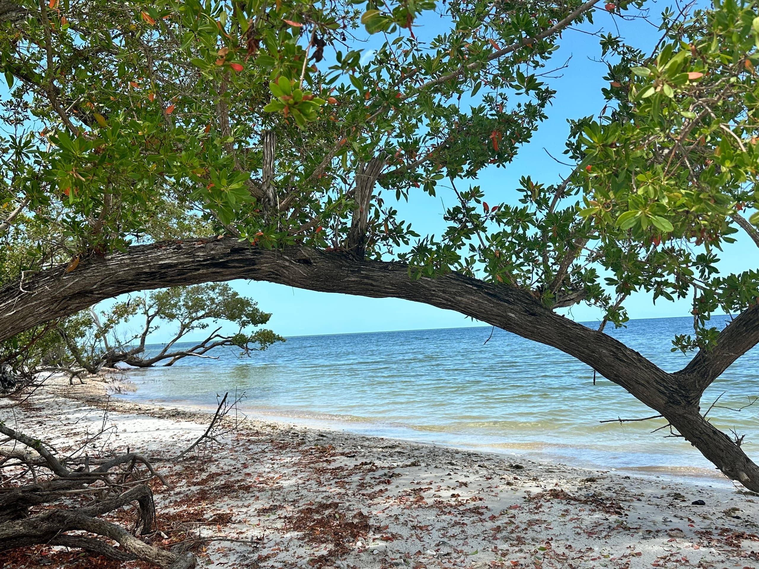 Mangrove-framed beach view with arches over Naples shoreline
