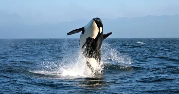 Salish Sea Up Close: Victoria's Covered Vessel Wildlife Tour