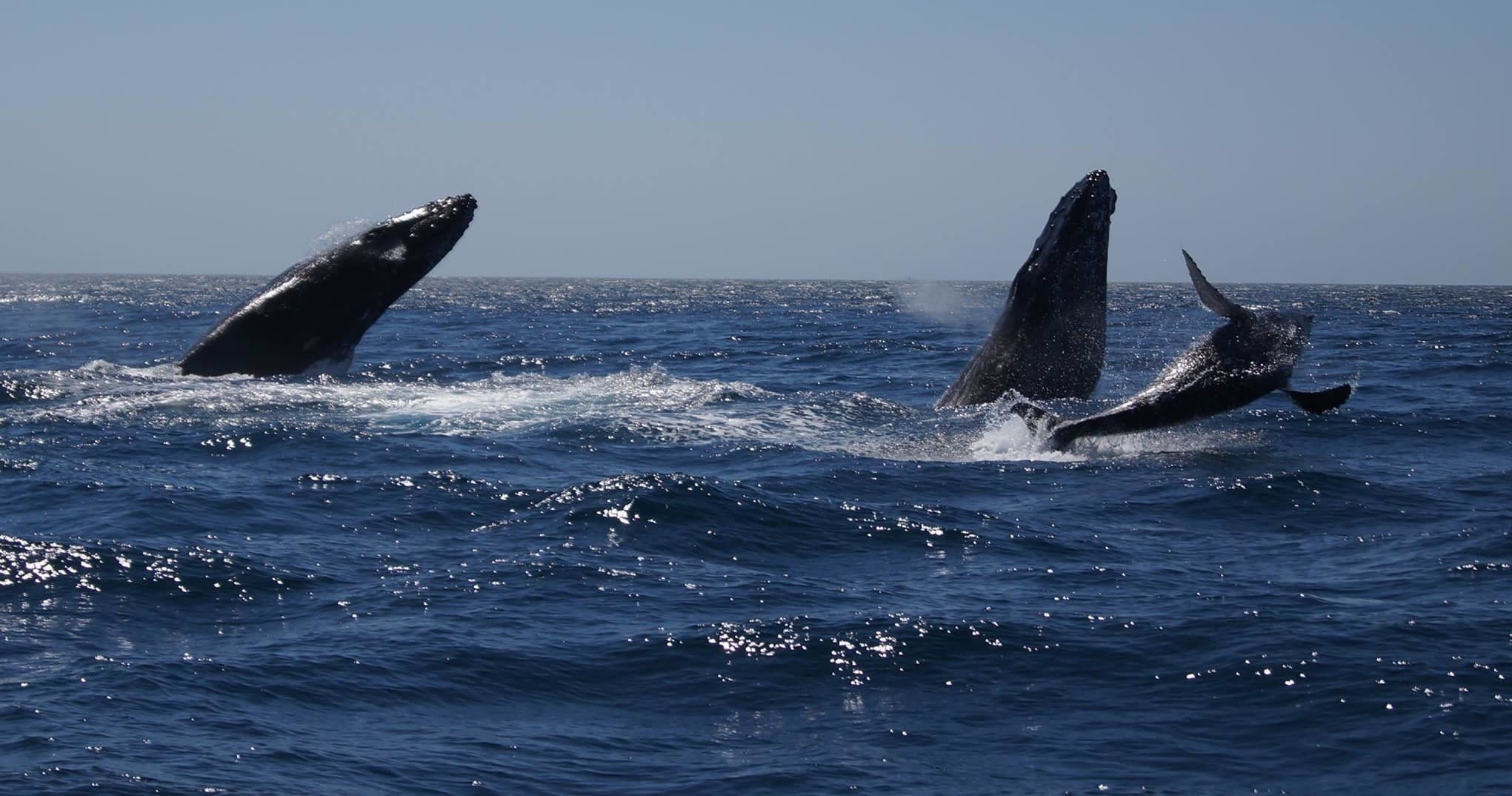 Humpback whales breaching in open ocean during whale-watching