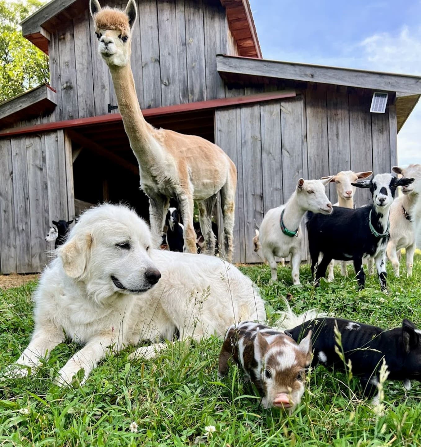 Farm animals grazing near rustic barn on green pasture