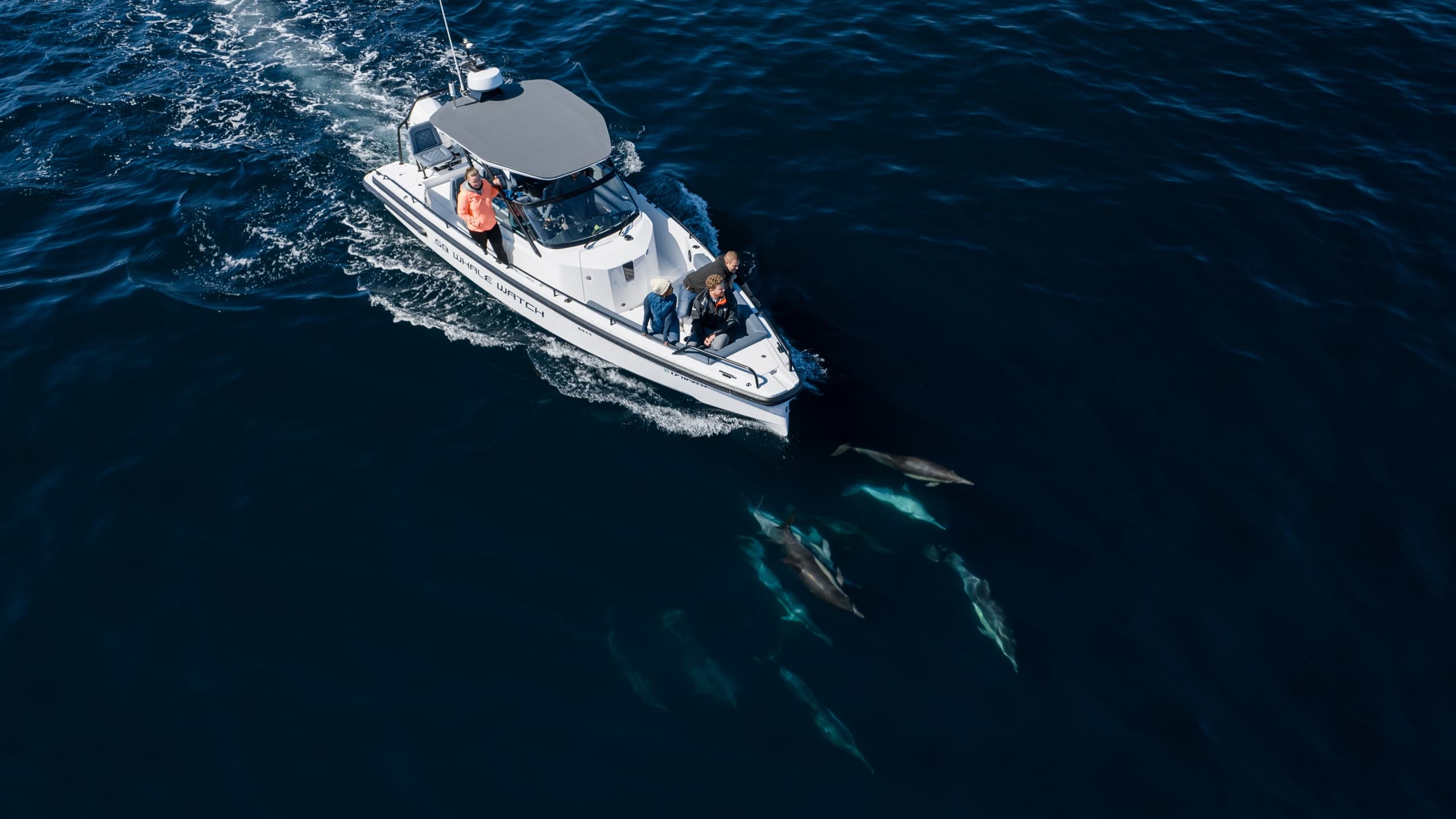 Santa Barbara Whale Watch fleet