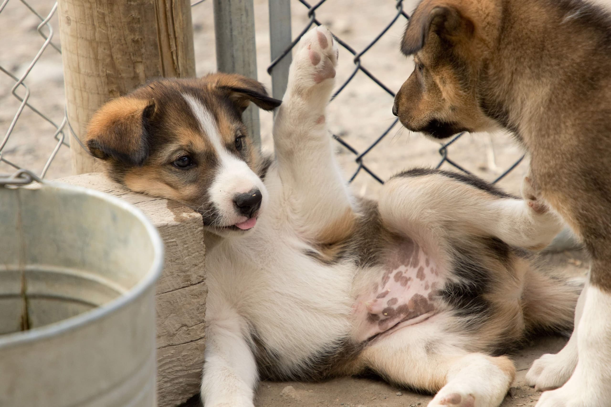Skagway’s Pet the Puppies & Summit Excursion with Skagway Tours