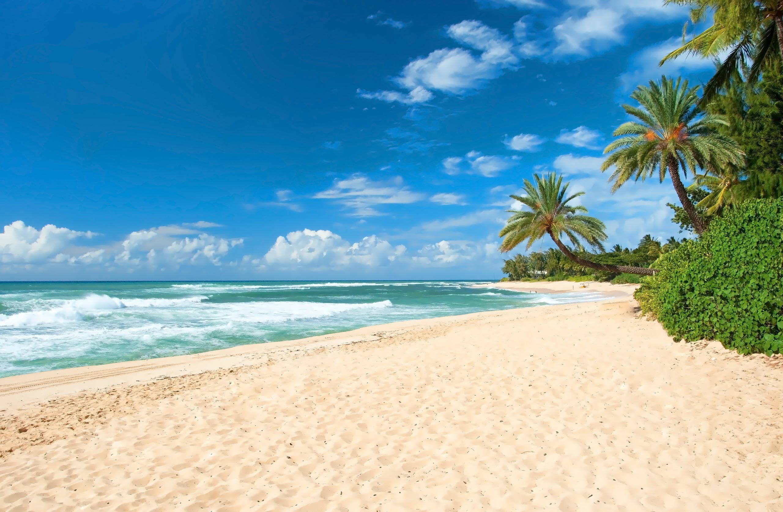 Sandy tropical beach with palms and clear blue ocean horizon