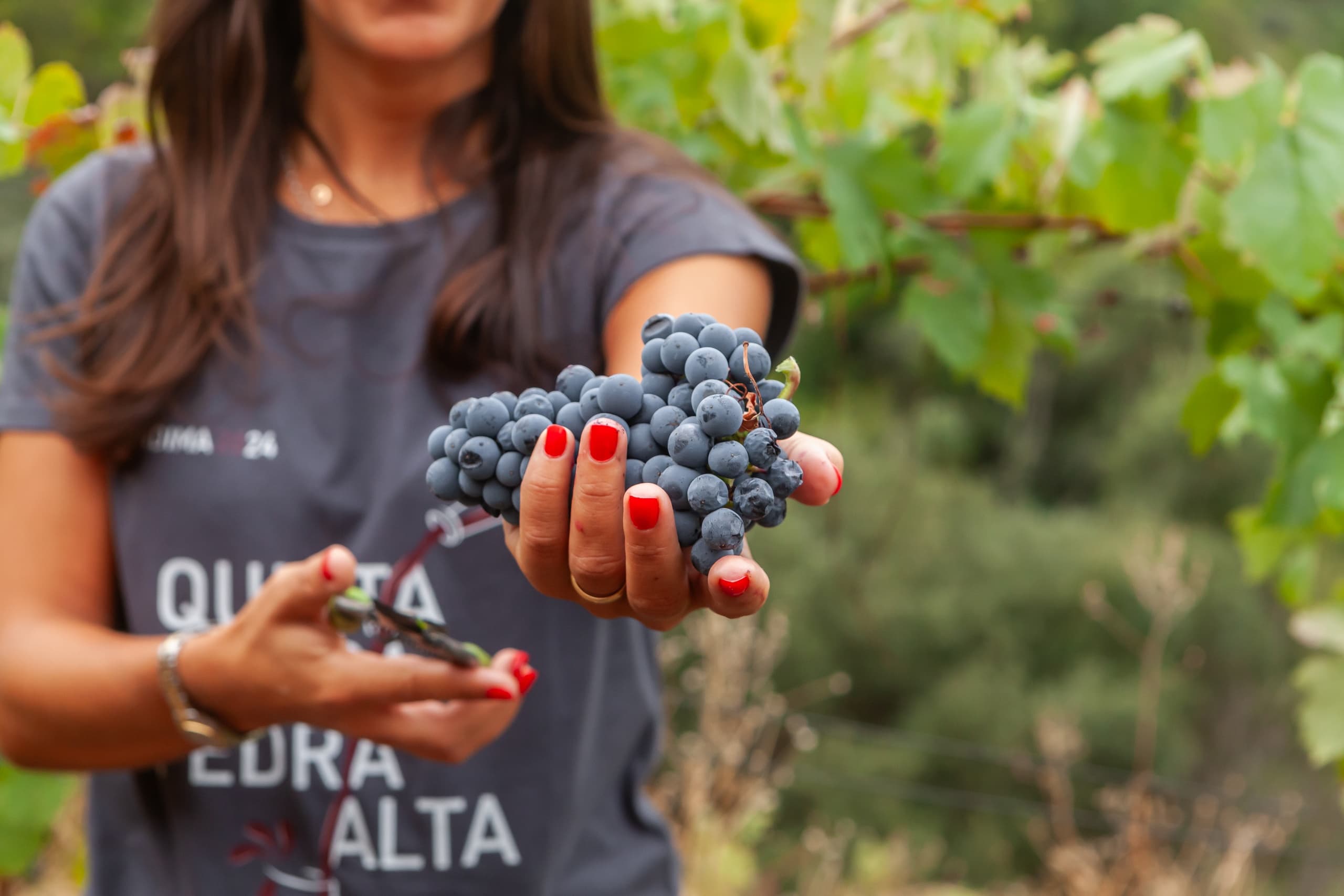Woman offering fresh grape bunch in sunlit vineyard harvest