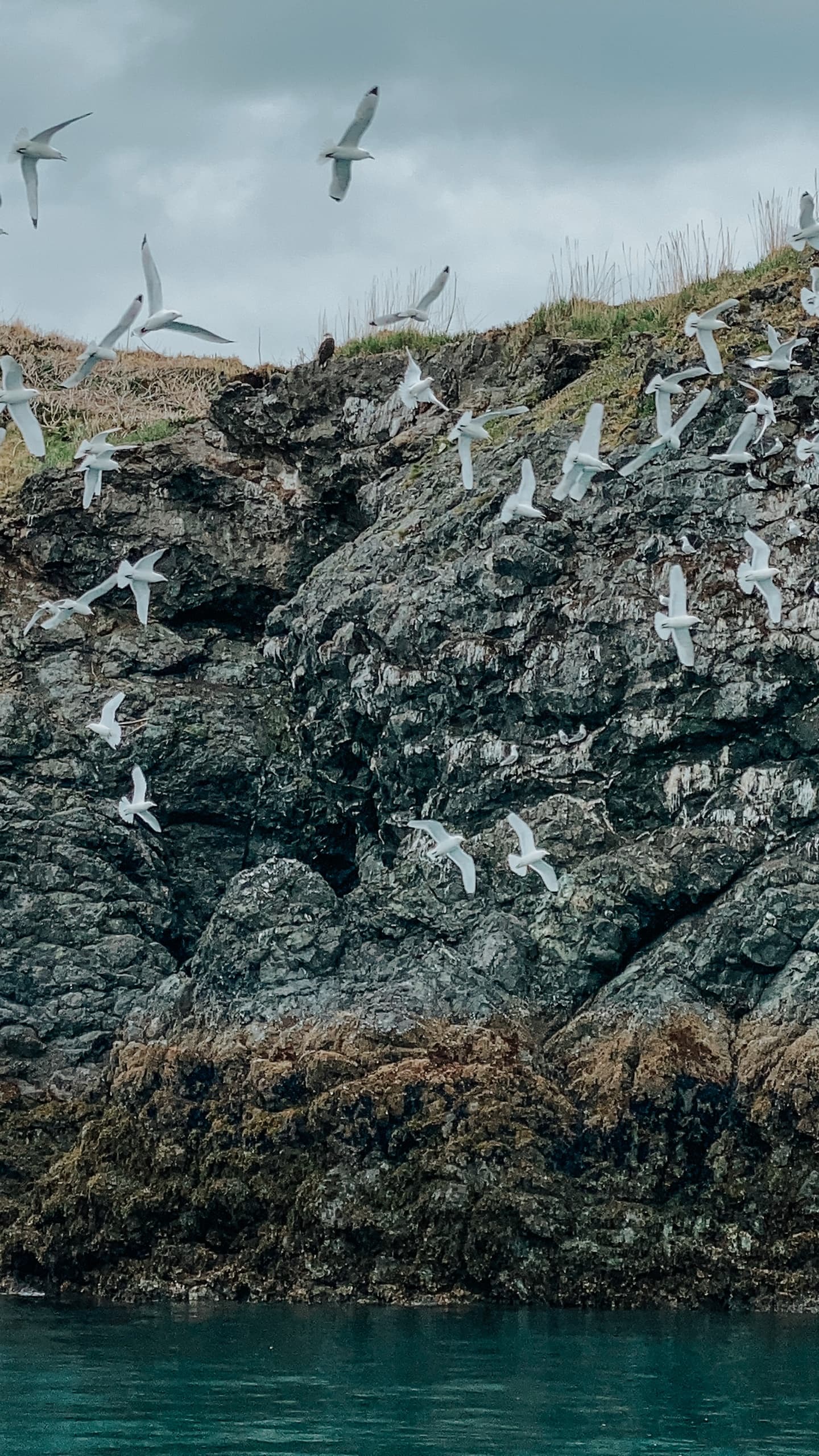 Seabirds flocking around rocky Alaskan shoreline and kelp