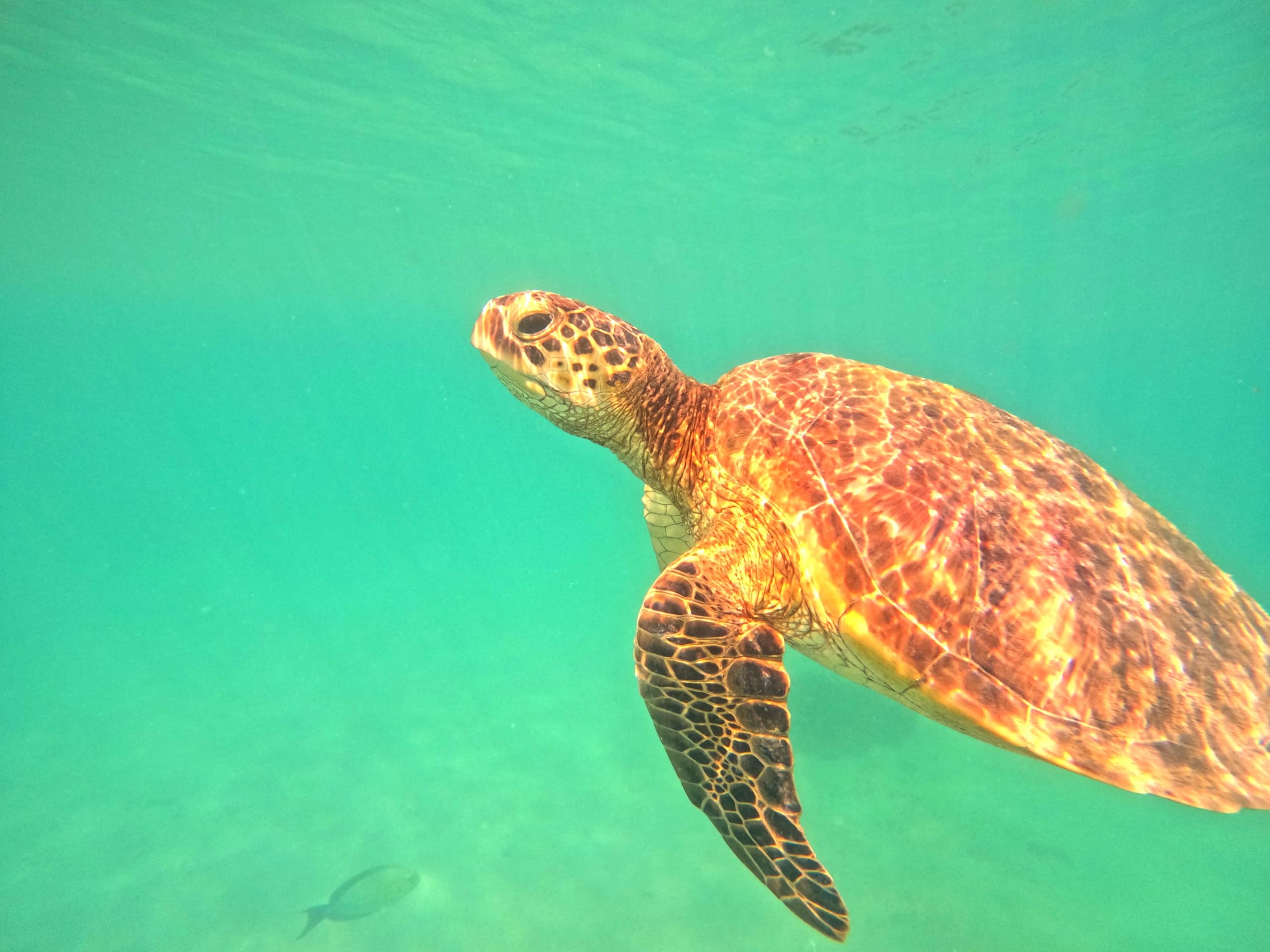 SUP Turtle Tour with What'SUP Cairns at Fitzroy Island