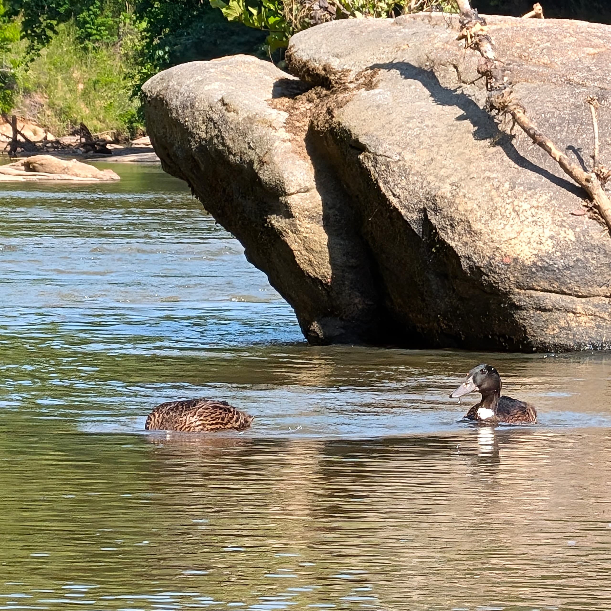 Broad River Kayak Trip to The Sandbar — Half-Day Paddle & Riverside Relaxation photo 1
