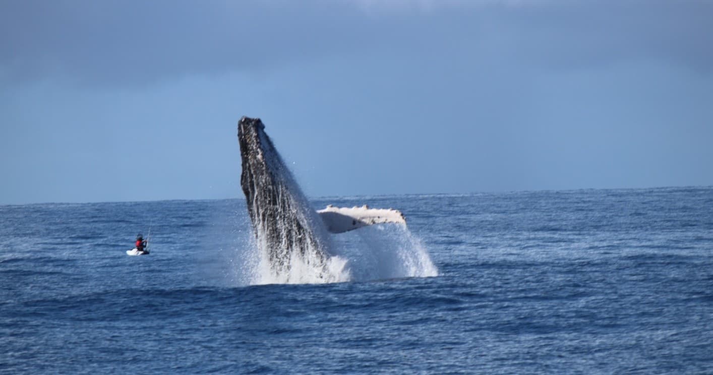 Whale Watching & Marine Adventure at Gold Coast Dive Centre