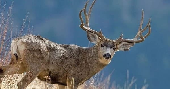 Exclusive Mule Deer Trophy Hunts at Dry Creek Ranch near Westcliffe, Colorado