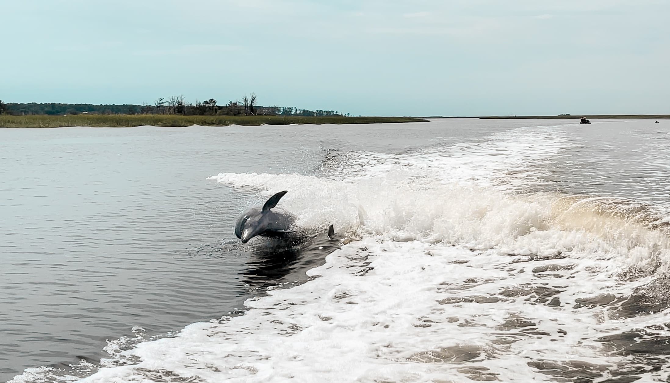 Explore Savannah’s Saltwater Marshes: Private Dolphin Tour in the Lowcountry