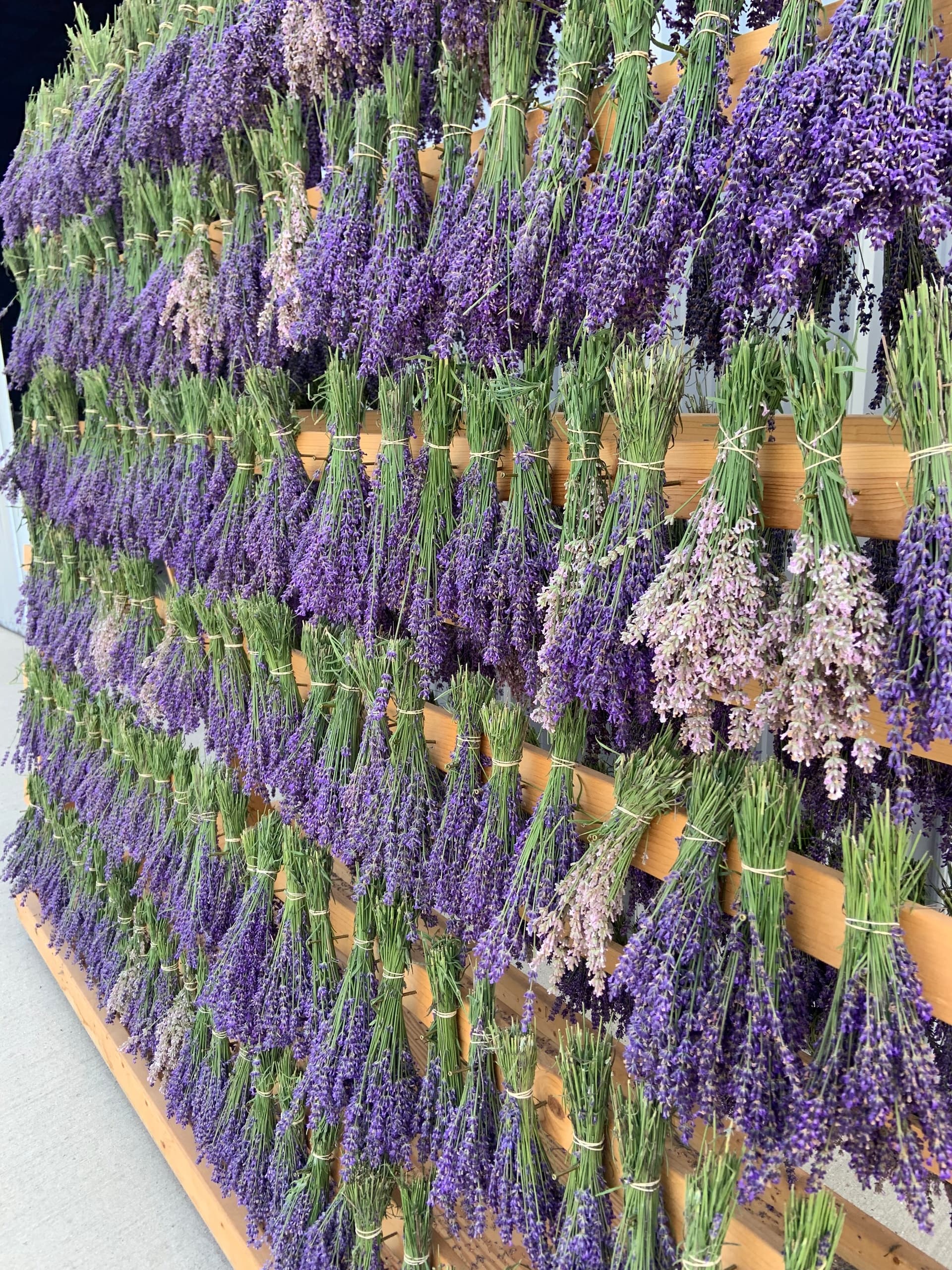 How to Use Lavender Workshop in Boyne City, MI