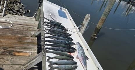 Full Day Offshore Fishing Adventure in Beaufort North Carolina: Reel in Spanish Mackerel and More