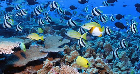 Colorful coral reef with tropical fish on Kauai scuba dive