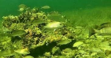 Snorkeling Eco Tour with Freedom Outdoors LLC in Crystal River