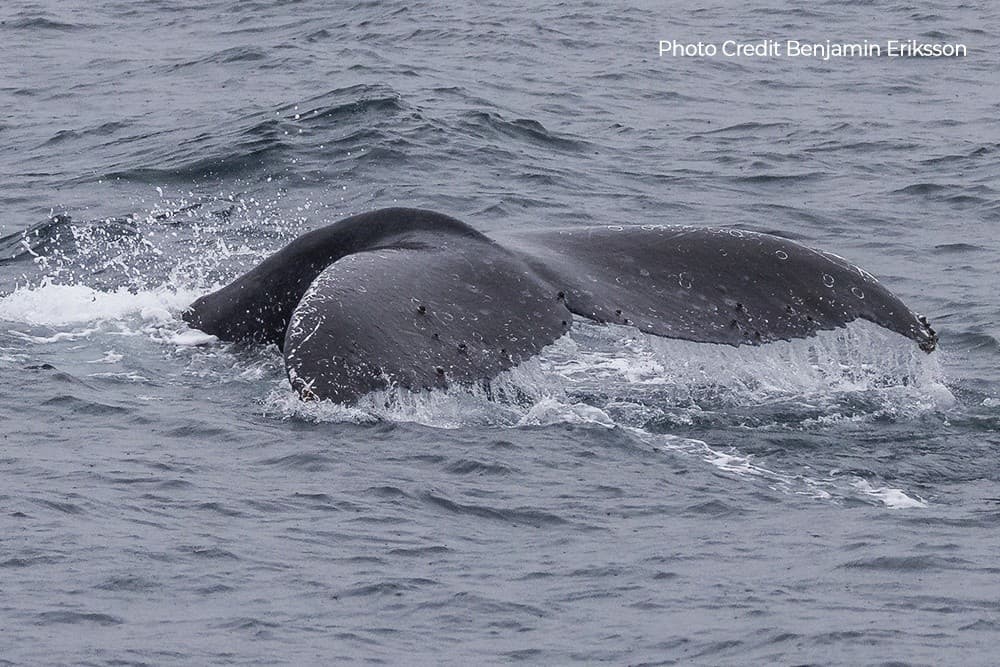 Mornington Peninsula Whale Cruise: Whale Watching from Stony Point Jetty