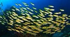 Water Activities & Boat Charters: Key Largo Princess Adventure