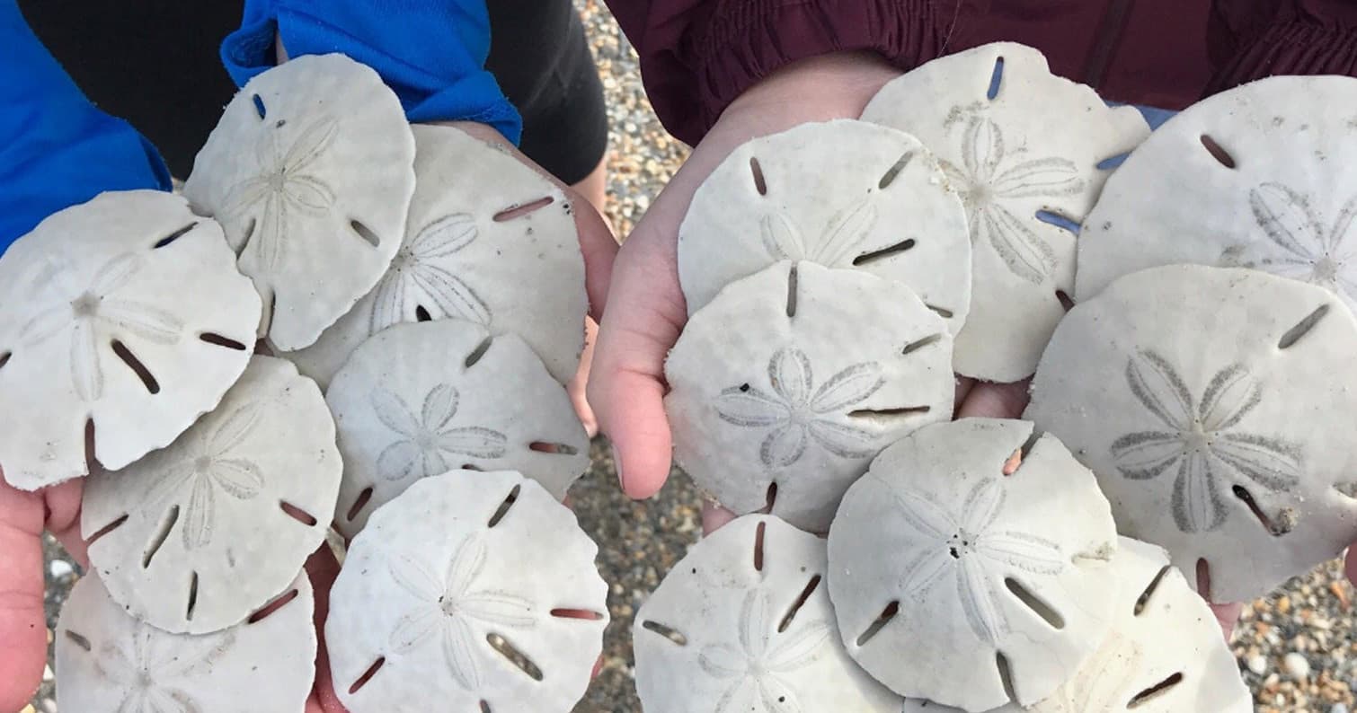 Sand Dollar Island Excursion in Beaufort, NC