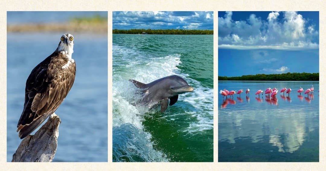 Wildlife tour: osprey, dolphin leap and flamingos in coastal estuary