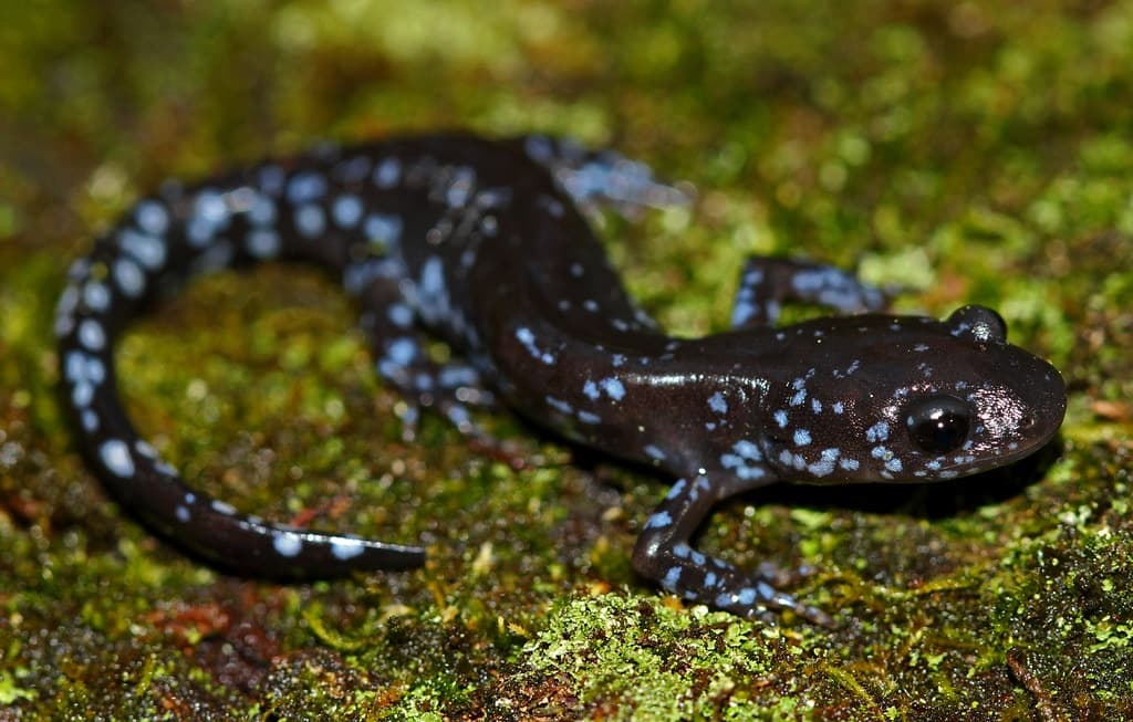 Spring Bio Blitz in Eagle River: Vernal Pools and Citizen Science