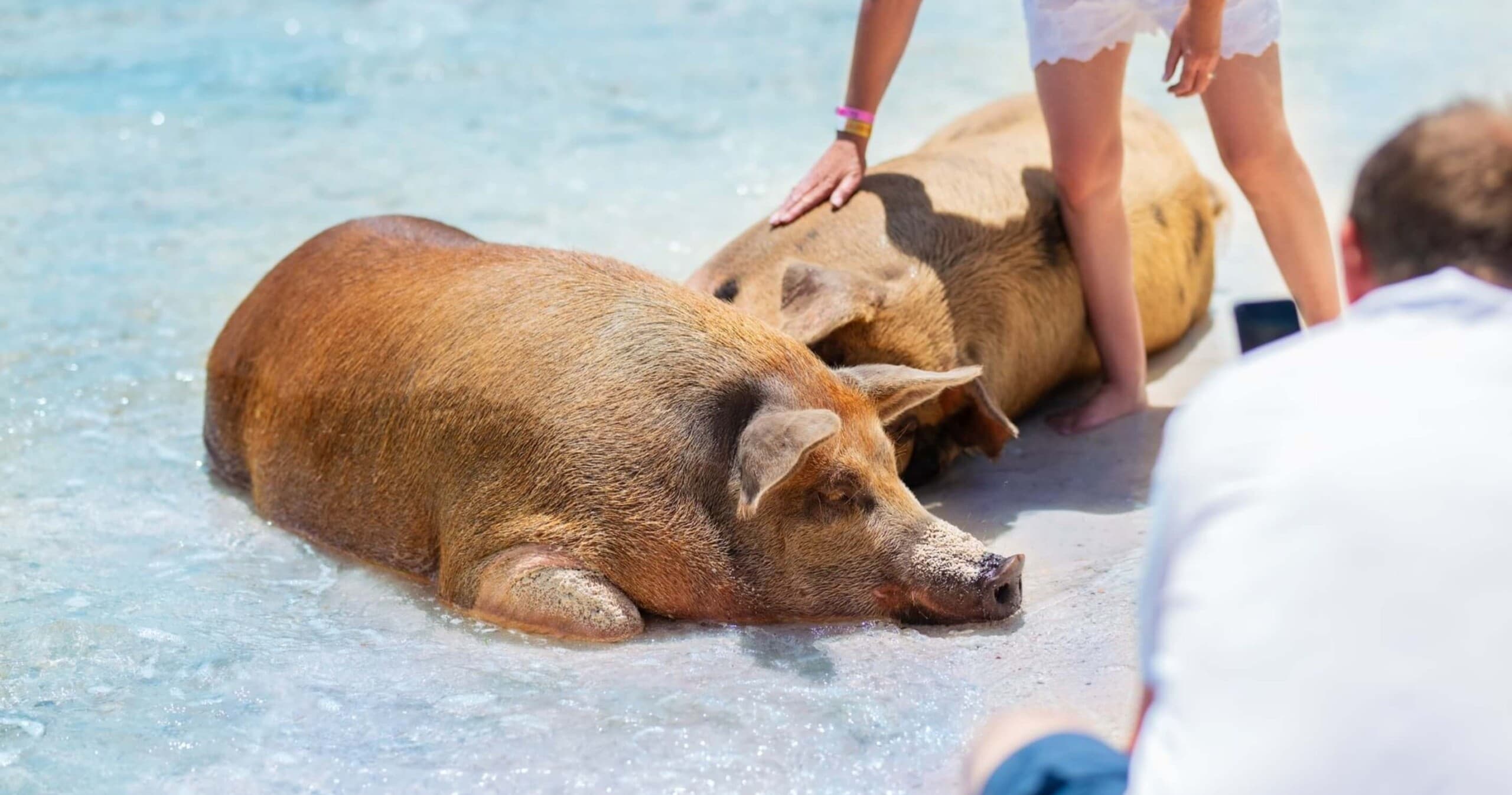 Relaxing beach pigs sunbathing on shallow turquoise sand