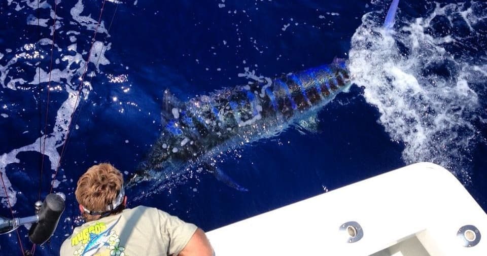 Boat deck view of hooked marlin leaping beside fishing vessel