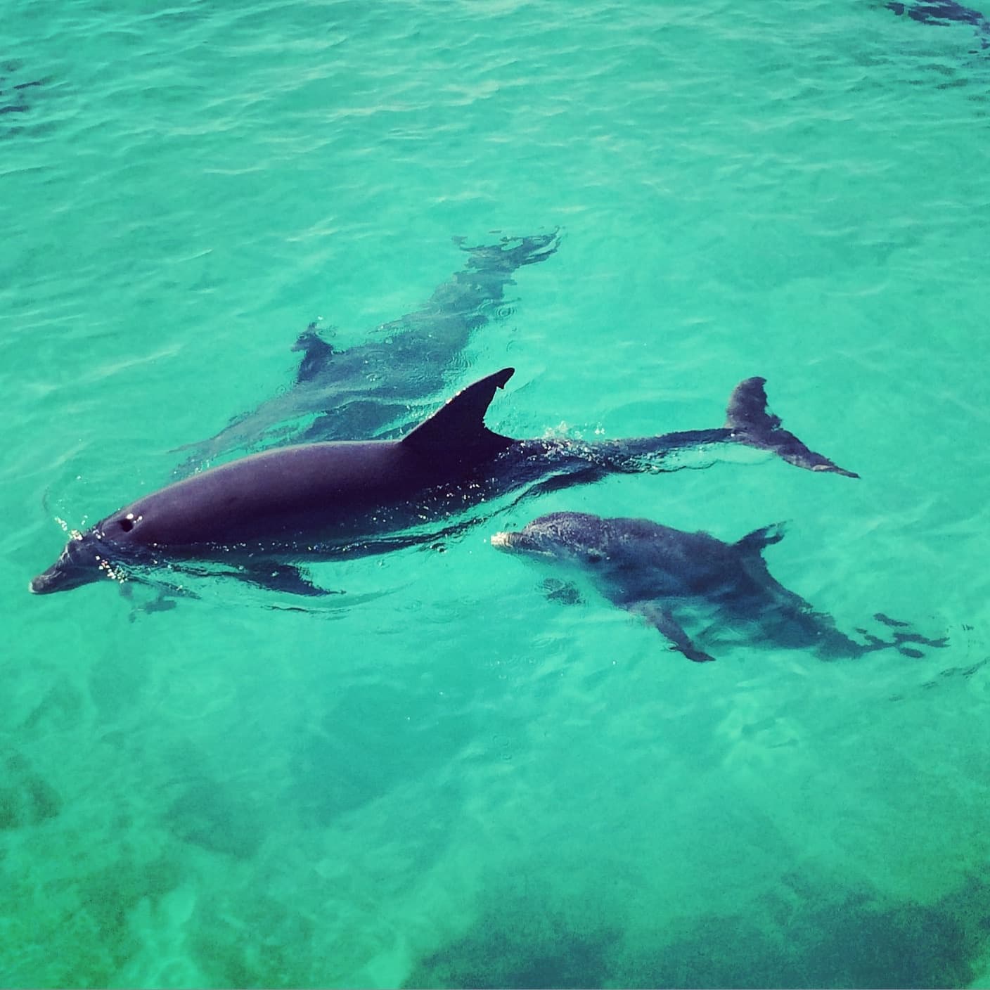 Dolphin Watch Adventure in Key West, Florida
