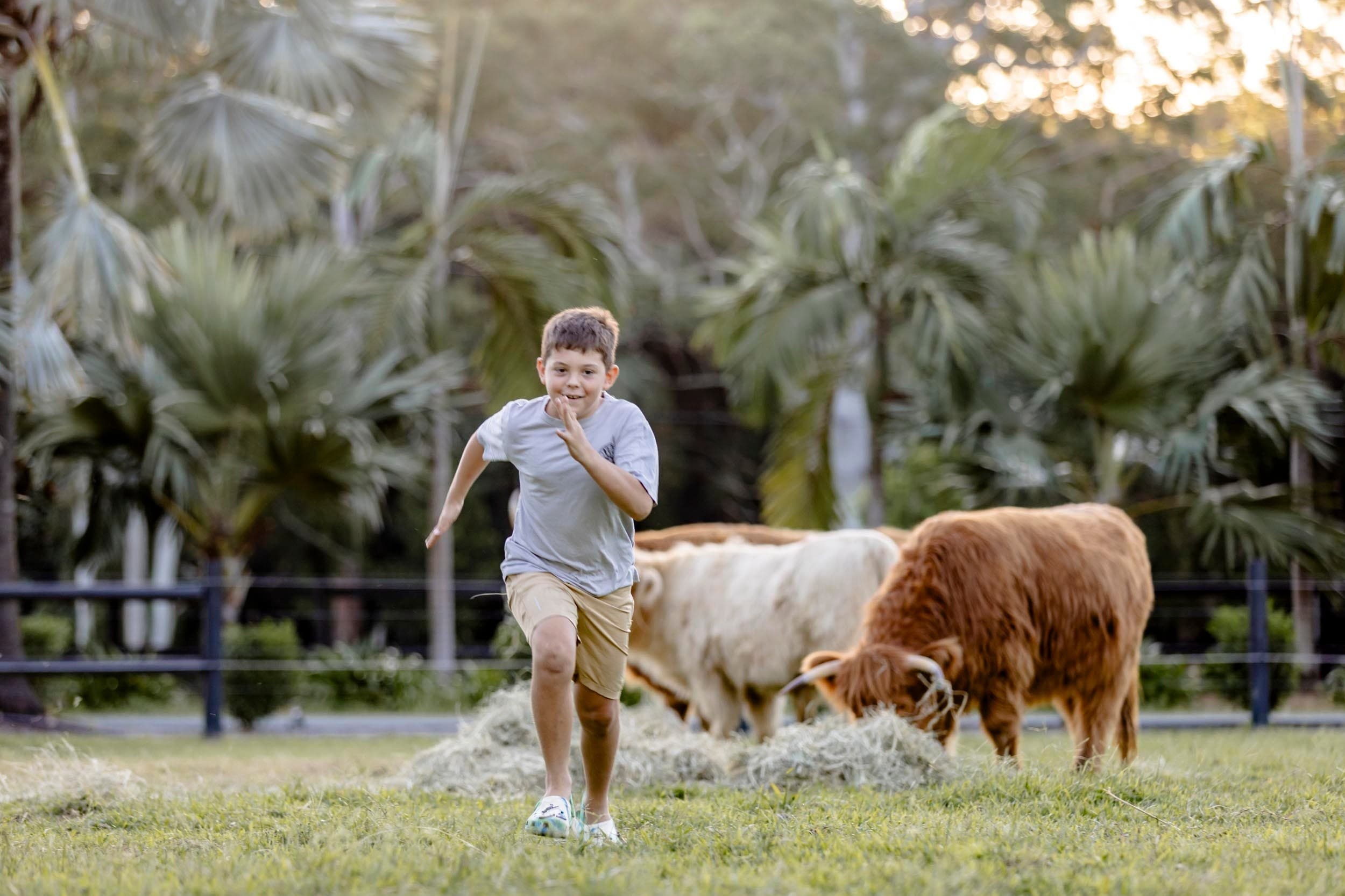 Intimate Highland Cow and Mini Shetland Pony Photo Sessions at Bexland photo 3