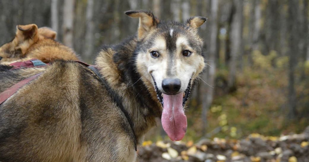 Happy sled dog looking back on wooded trail during trek