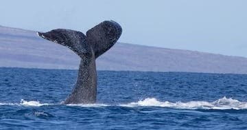 Whale Watch Tour with Prodiver Maui in Kihei